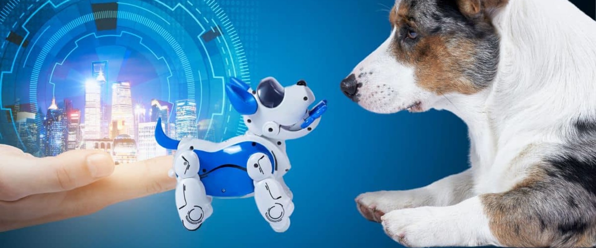 How Mind–Body Wellness Extends to Your Pets: The Rise of Holistic Pet Resorts